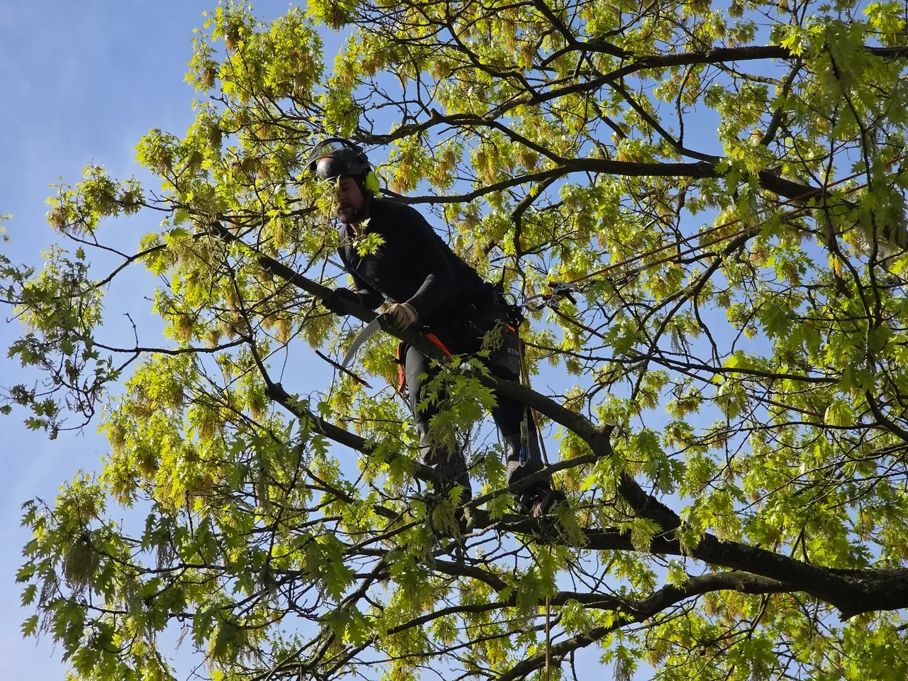 Baumpfleger bei der Arbeit mit Seilklettertechnik in einer Baumkrone